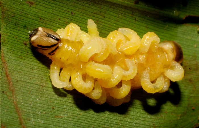 Fig.16. Mostrando larva parásito encima de larva <i>Cynea</i> Burns06. Voucher : 10-SRNP-69482-DHJ474521.jpg.