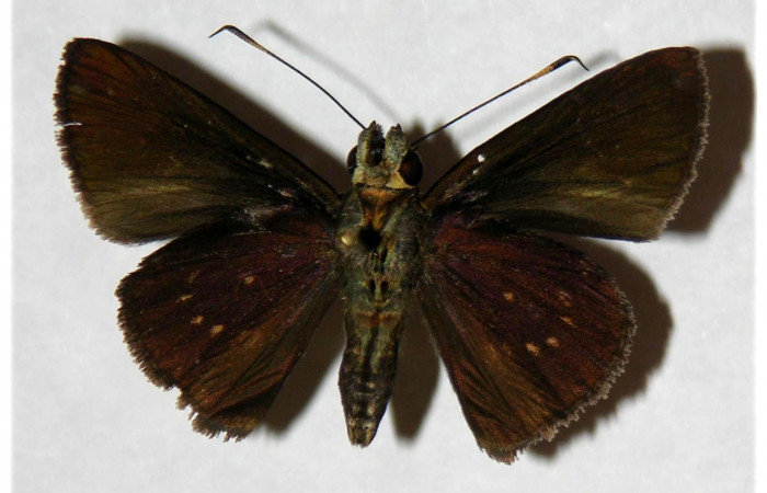 Fig.2. Adulto de <i>Cynea</i> Burns02. En posición ventral. Voucher : 05-SRNP-30468-DHJ317951.jpg.
