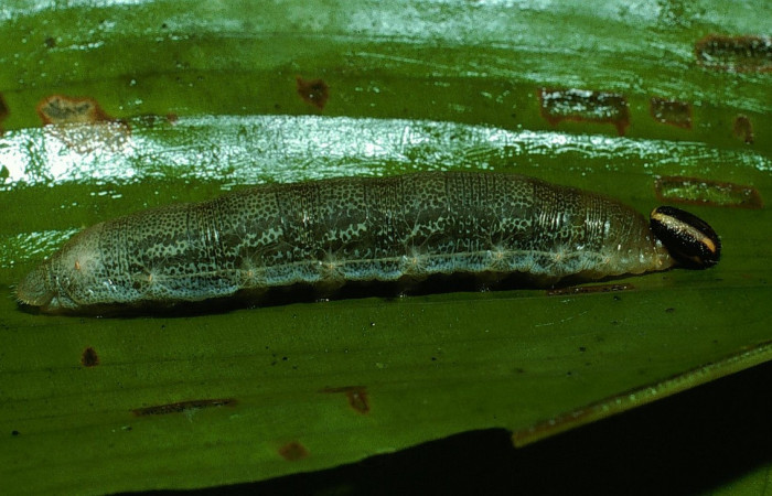 Fig.7. Larva de <i>Cynea</i> Burns02. Voucher : 03-SRNP-10895-DHJ75483.jpg.