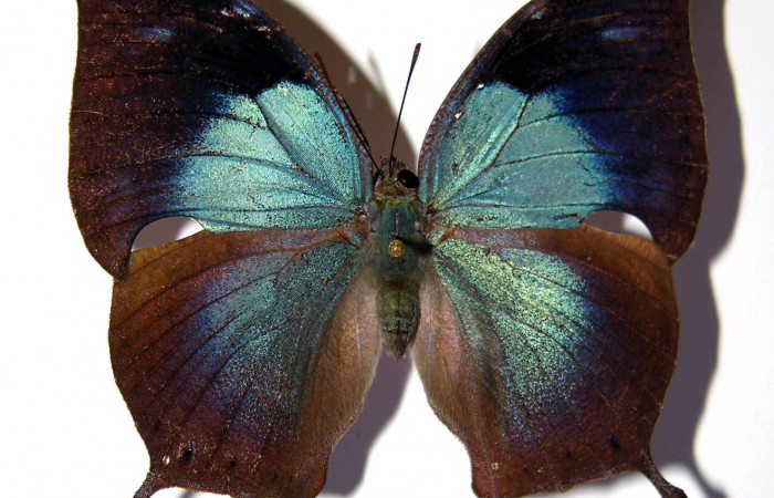 Figura 1. Adulto <i>Memphis boisduvali</i> (Nymphalidae). Vista dorsal, envergadura alar de la hembra 54 mm. Voucher: 00-SRNP-3034-DHJ98312.jpg.