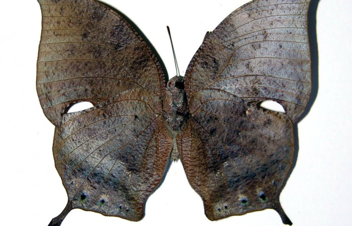 Figura 2. Adulto <i>Memphis boisduvali</i> (Nymphalidae). Vista ventral, envergadura alar de la hembra 54 mm. Voucher: 00-SRNP-3034-DHJ98313.jpg.