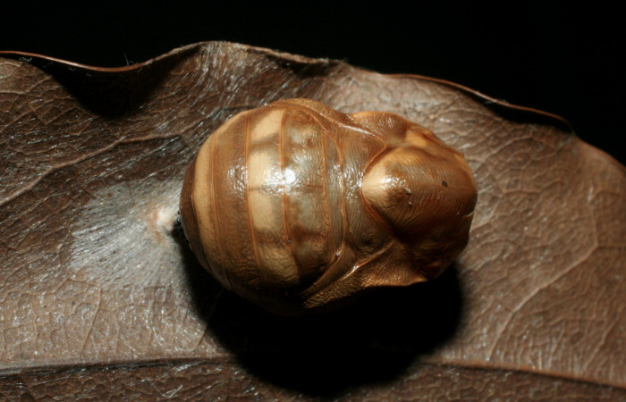 Figura 15. Pupa de <i>Memphis boisduvali</i> (Nymphalidae). Pupa dorsal. Foto 28 Agosto 2009. Voucher: 07-SRNP-59074-DHJ462048.jpg.