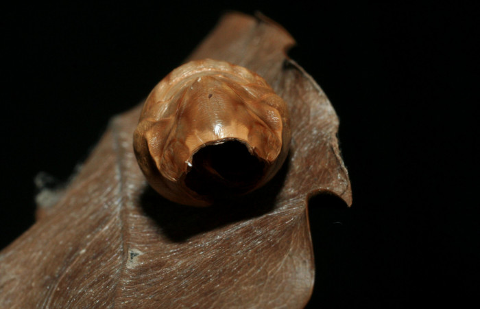 Figura 16. Pupa de <i>Memphis boisduvali</i> (Nymphalidae). Pupa de frente. Foto 28 Agosto 2009. Voucher: 07-SRNP-59074-DHJ462050.jpg.