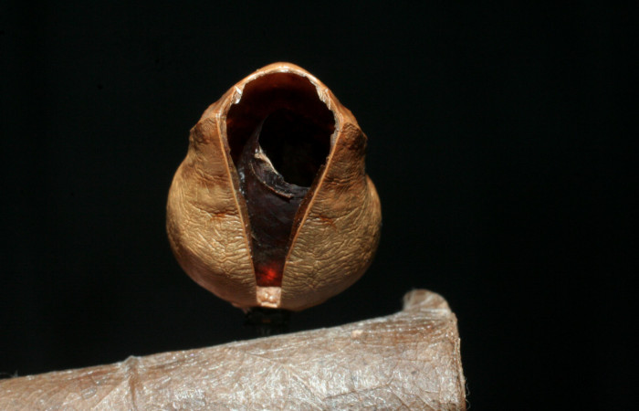 Figura 17. Pupa de <i>Memphis boisduvali</i> (Nymphalidae). Pupa mostrando por donde salió parásito. Familia  Tachinidae, <i>Eujuriniodes</i> assimilisDHJ01. Foto 28 Agosto 2009.   Voucher: 07-SRNP-59074-DHJ462050.jpg.