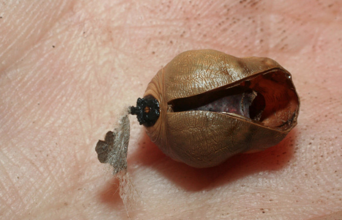 Figura 18. Pupa de <i>Memphis boisduvali</i> (Nymphalidae). Pupa ventral. Familia  Tachinidae, <i>Eujuriniodes</i> assimilisDHJ01. Foto 28 Agosto 2009.   Voucher: 07-SRNP-59074-DHJ462052.jpg.