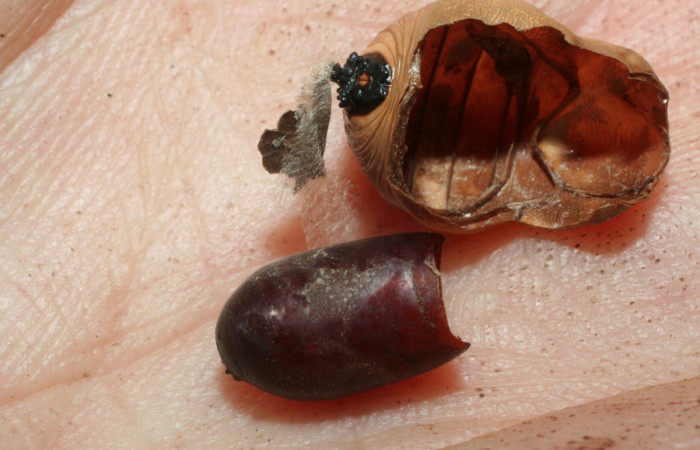 Figura 19. Pupa de <i>Memphis boisduvali</i> (Nymphalidae). Pupa ventral, mostrando capullo parásito. Familia  Tachinidae, <i>Eujuriniodes</i> assimilisDHJ01. Foto 28 Agosto 2009.   Voucher: 07-SRNP-59074-DHJ462054.jpg.