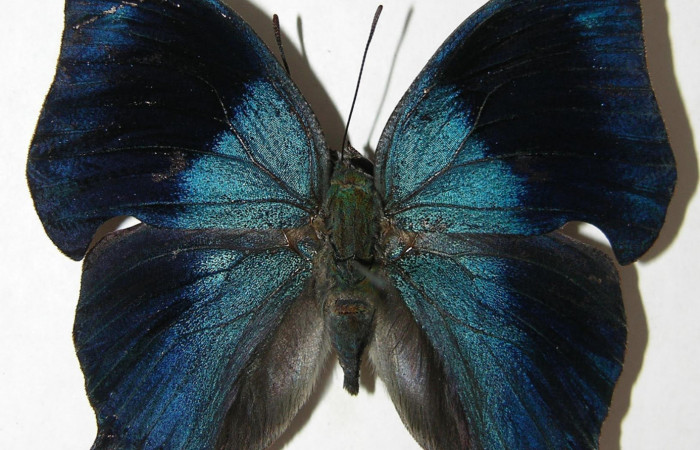 Figura 3. Adulto <i>Memphis boisduvali</i> (Nymphalidae). Vista dorsal, envergadura alar del macho 47 mm. Voucher: 08-SRNP-57250-DHJ394766.jpg.