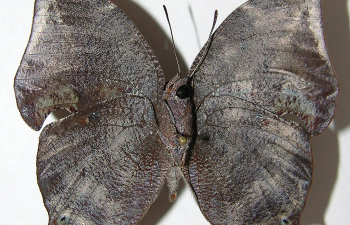 Figura 4. Adulto <i>Memphis boisduvali</i> (Nymphalidae). Vista ventral, envergadura alar del macho 47 mm. Voucher: 08-SRNP-57250-DHJ394767.jpg.