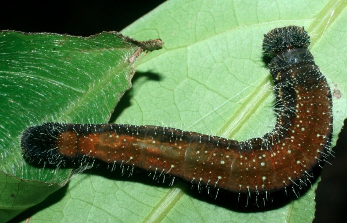Figura 9. Larva de <i>Memphis boisduvali</i> (Nymphalidae). Vista dorsal, último estadío. 44mm. Foto 16 junio 2009. Voucher: 09-SRNP-56368-DHJ456955.jpg.