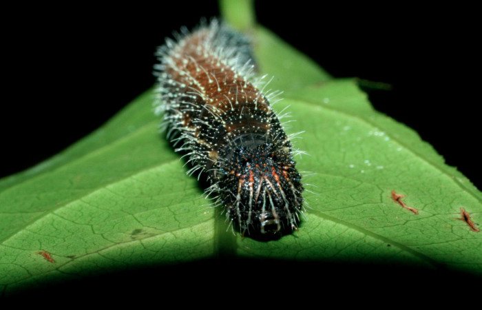 Figura 10. Larva <i>Memphis boisduvali</i> (Nymphalidae). Cabeza de frente. 44mm. Foto 16 junio 2009. Voucher: 09-SRNP-56368-DHJ456960.jpg.