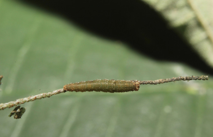Figura 5. Esta larva es <i>Fountainea confusa</i> (Nymphalidae), solo es ilustrativa. Larva mostrando como deja el nervio de la hoja. Vista lateral, segundo estadío. Foto 06 Abril 2014. Voucher: 14-SRNP-70966-DHJ723002.jpg.