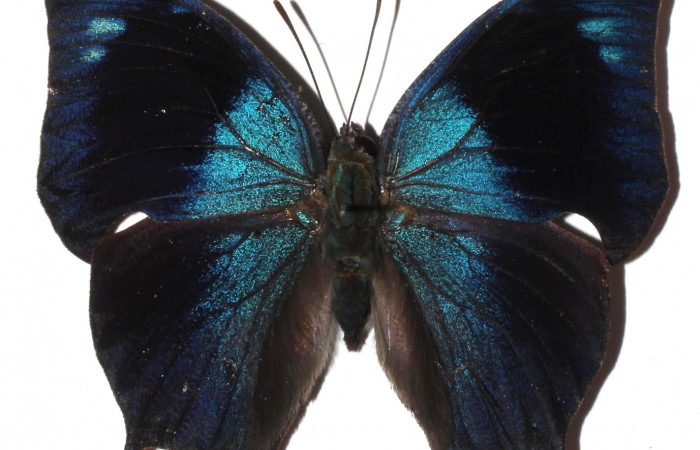 Figura 13. Adulto <i>Memphis</i> boisduvaliDHJ02 (Nymphalidae). Vista dorsal, envergadura alar 50 mm. Voucher: 16-SRNP-36294-DHJ925496.jpg. Bin- BOLD:AAA4191.