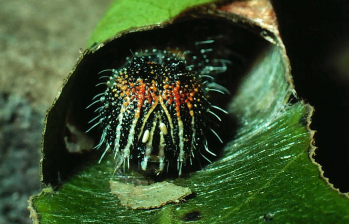 Figura 7. Cabeza de frente <i>Memphis boisduvali</i> (Nymphalidae), mostrando dos  huevos de mosca parásito <i>Winthemia</i> Wood06, Tachinidae. Foto 11 julio 1981. Voucher: 81-SRNP-1301-DHJ3464.jpg.