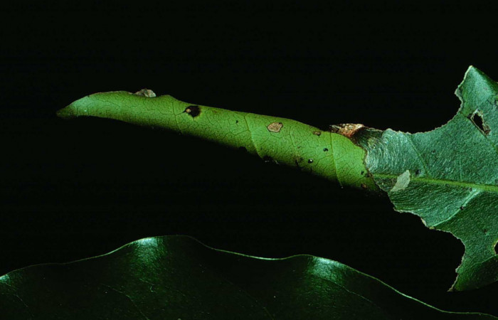 Figura 6. Vista de la casita <i>Memphis boisduvali</i> (Nymphalidae), casita en forma de cono. Foto 11 julio 1981. Voucher: 81-SRNP-1301-DHJ3474.jpg.