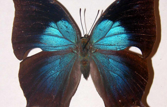 Figura 11. Adulto <i>Memphis</i> boisduvaliDHJ01 (Nymphalidae). Vista dorsal, envergadura alar 60 mm. Voucher: 99-SRNP-2896-DHJ33772.jpg. Bin BOLD:ACE7467.