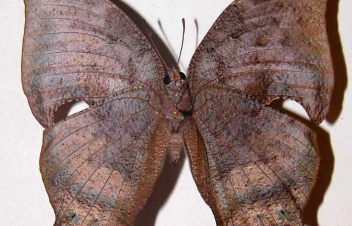 Figura 12. Adulto <i>Memphis</i> boisduvaliDHJ01 (Nymphalidae). Vista ventral, envergadura alar 60 mm. Voucher: 99-SRNP-2896-DHJ33773.jpg. Bin BOLD:ACE7467.