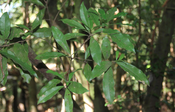 Figura 20. Planta hospedera <i>Ocotea veraguensis</i> (Lauraceae), de <i>Memphis boisduvali</i> (Nymphalidae), creciendo detrás de galerón del Sector El Hacha. Foto: Roster Moraga, 11 Marzo 2020.  