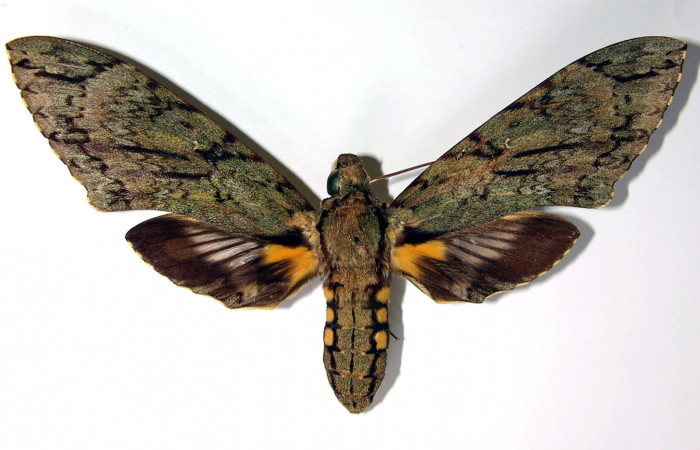 Fig.01. Adulto de <i>Cocytius lucifer</i> (Sphingidae), 144mm de envergadura, hembra en vista dorsal. Voucher: 90-SRNP-2141-DHJ95264.jpg.