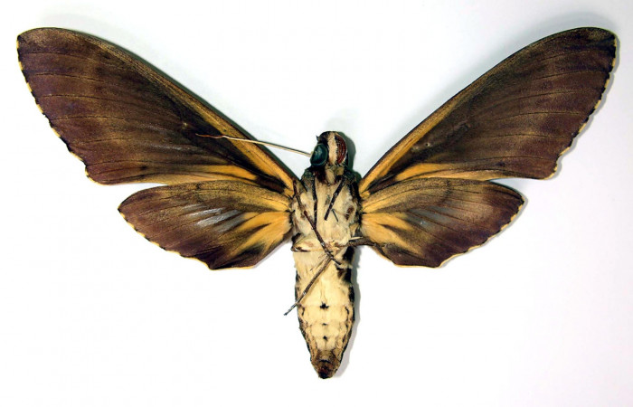 Fig.02. Adulto de <i>Cocytius lucifer</i> (Sphingidae), 144mm de envergadura, hembra en vista ventral. Voucher: 90-SRNP-2141-DHJ95265.jpg.