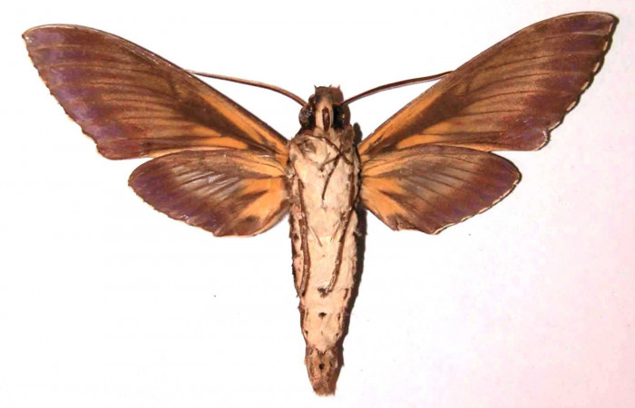 Fig.04. Adulto de <i>Cocytius lucifer</i> (Sphingidae), 124mm de envergadura, macho en vista ventral. Voucher: 91-SRNP-1553-DHJ35507.jpg.