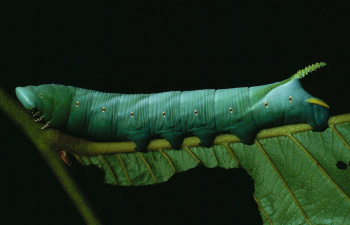 Fig. 06. Larva de Cocytius lucifer (Sphingidae), último estadío 115mm de longitud, vista lateral. Voucher: 90-SRNP-2141-DHJ13350.jpg.