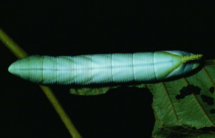 Fig. 07. Larva de <i>Cocytius lucifer</i> (Sphingidae), último estadío 115mm de longitud, vista dorsal. Voucher: 90-SRNP-2141-DHJ13346.jpg.