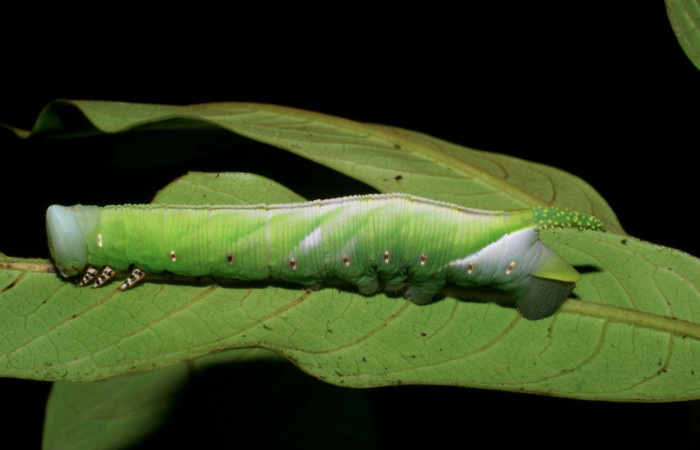 Fig. 09. Larva de <i>Cocytius lucifer</i> (Sphingidae), penúltimo estadío 73mm de longitud, vista lateral. Voucher: 08-SRNP-5834-DHJ444861.jpg.08-SRNP-5834-DHJ444862.jpg.