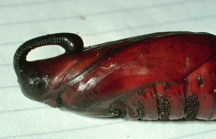 Fig. 12. Pupa de <i>Cocytius lucifer</i> (Sphingidae), vista lateral de cerca del torax, 58mm de longitud. Voucher: 99-SRNP-12311-DHJ51757.jpg.