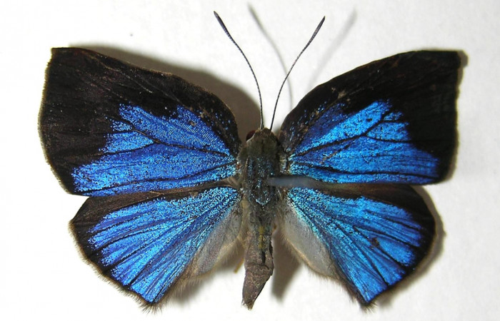 Fig. 11 Adulto vista dorsal <i>Theope phaeo</i> (Riodinidae), mide 26mm. Puente Palma. Sector  San Cristobal, 460 m. 06-SRNP-5143-DHJ351980.
