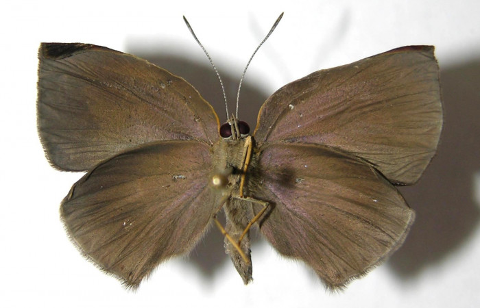 Fig. 12 Adulto vista ventral <i>Theope phaeo</i> (Riodinidae), mide 26mm. Puente Palma. Sector San Cristobal, 460 m. 06-SRNP-5143-DHJ351980.