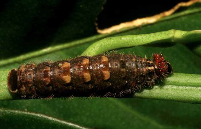 Fig. 13 Larva <i>Theope phaeo</i> (Riodinidae), mide 20mm Sendero Rotulo. Sector Pitilla, 510 m. 06-SRNP-33859-DHJ416414.
