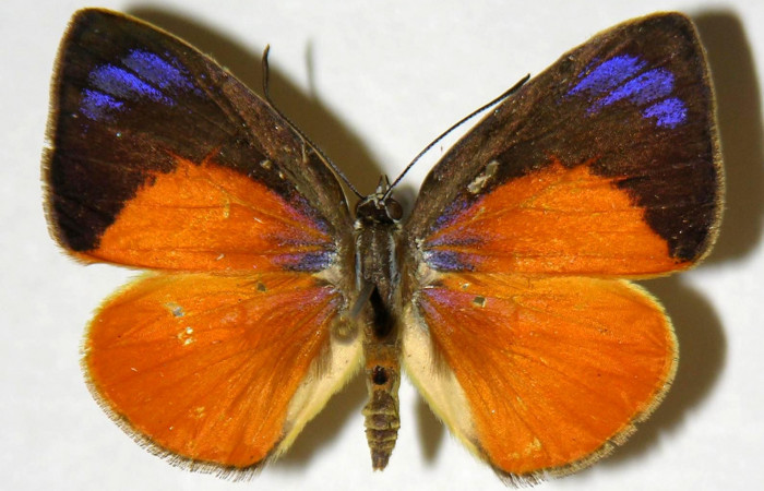 Fig. 1 Adulto vista dorsal hembra <i>Theope eudocia</i> (Riodinidae), mide 29mm Mena Central. Sector Del Oro, 345 m. 02-SRNP-14607-DHJ321186.

