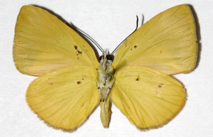 Fig. 2 Adulto vista ventral hembra <i>Theope eudocia</i> (Riodinidae) , mide 29mm Mena Central. Sector Del Oro, 345 m. 02-SRNP-14607-DHJ321187.
