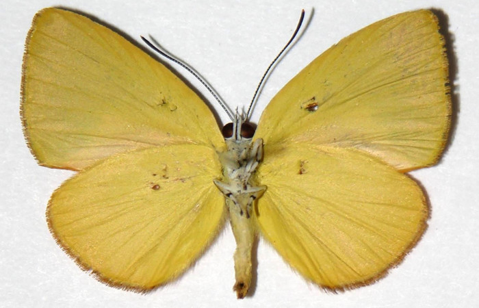 Fig. 4 Adulto vista dorsal macho <i>Theope eudocia</i> (Riodinidae), mide 26mm Cañon Rio Mena. Sector Del Oro, 560 m.03-SRNP-1882-DHJ321189.