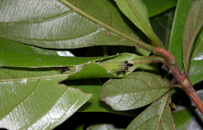 Fig. 5 Larva <i>Theope eudocia</i> (Riodinidae), mide 18mm Cañon Rio Mena. Sector Del Oro, 560 m. 03-SRNP-1882-DHJ400091.
