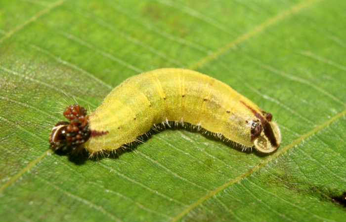 Fig. 9 Larva <i>Theope eudocia</i> (Riodinidae), mide 18mm Bullas. Sector Pitilla, 560 m. 13-SRNP-70605-DHJ702269.jpg