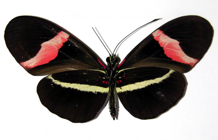 Fig. 2 Vista ventral de <i>Heliconius petiverana</i> (Nymphalidae) (04-SRNP-33798-DHJ96465).