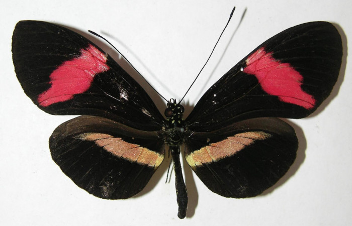 Fig. 3 Vista dorsal de <i>Heliconius rosina</i> (Nymphalidae). (08-SRNP-32142-DHJ394964).