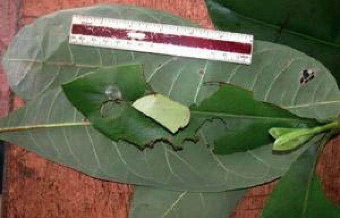 Figura 1. Casita de <i>Yanguna cosyra</i> (Hesperiidae), vista dorsal, localidad Estación Caribe, Sector Rincón Rain Forest ACG (415m). Voucher: 03-SRNP-11149-DHJ35311.jpg.