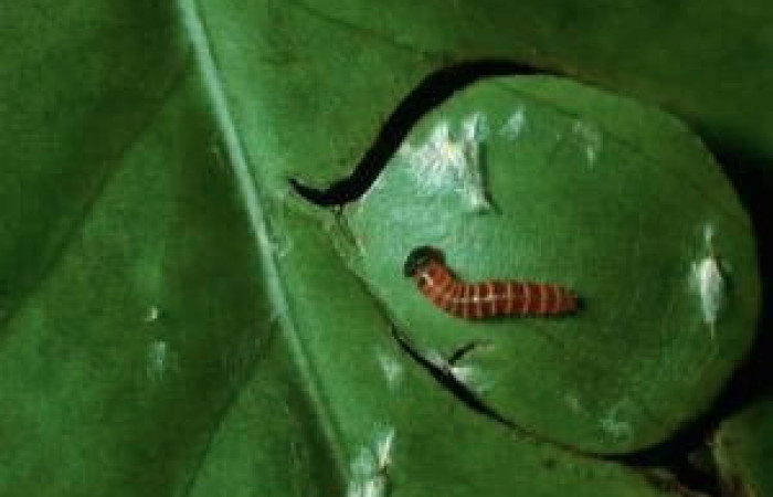 Figura 2. Larvita <i>Yanguna cosyra</i> (Hesperiidae), primer estadío (I), vista dorsal, localidad Sendero Derrumbe, Sector Cacao ACG (1220m). Voucher: 03-SRNP-24089-DHJ79431.jpg.