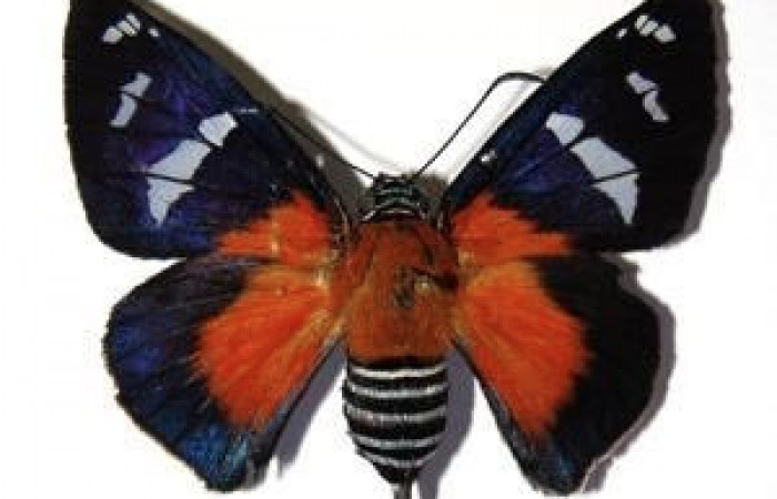 Figura 8. Adulto de <i>Yanguna cosyra</i> (Hesperiidae), vista dorsal, localidad Sendero Segundo, Sector Cacao ACG (1180m). Voucher: 04-SRNP-35120-DHJ99324.jpg.