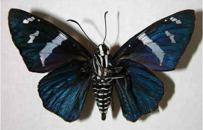 Figura 9. Adulto de <i>Yanguna cosyra</i> (Hesperiidae), vista ventral, localidad Sendero Derrumbe, Sector Cacao ACG (1120m). Voucher: 05-SRNP-35027-DHJ374595.jpg.