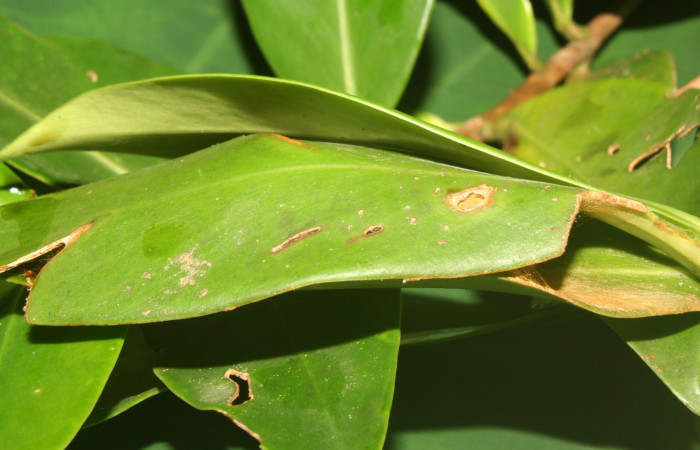 Figura 6. Casa o estuche donde habita <i>Yanguna cosyra</i> (Hesperiidae) último estadío (U), localidad Estación Biológica Quica, Sector Pitilla ACG (470m). Voucher: 13-SRNP-71189-DHJ702740.jpg.