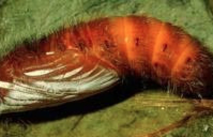 Figura 7. Pupa de <i>Yanguna cosyra</i> (Hesperiidae), vista lateral, localidad Estación Cacao, Sector Cacao ACG (1150m). Voucher: 95-SRNP-539-DHJ21897.jpg.