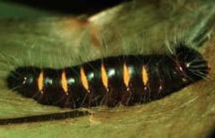 Figura 3. Larva <i>Yanguna cosyra</i> (Hesperiidae), en tercer estadío (PPU) vista lateral, localidad Sendero vivero, Sector San Cristóbal ACG (730m). Voucher: 97-SRNP-6035-DHJ42986.jpg.