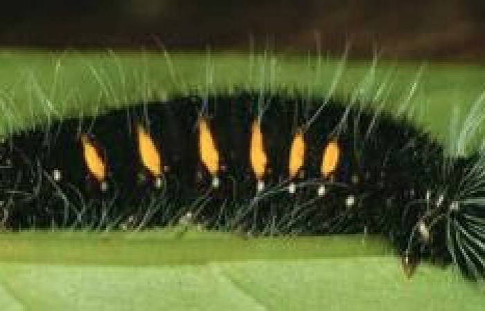 Figura 4. Larva <i>Yanguna cosyra</i> (Hesperiidae), penúltimo estadío (PU) vista lateral, localidad Sendero Derrumbe, Sector Cacao ACG (1220m). Voucher: 98-SRNP-2767-DHJ44398.jpg.