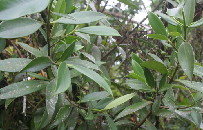 Figura 10. Planta hospedera de <i>Yanguna cosyra</i> (Hesperiidae), esta planta se llama <i>Clusia cylindrica</i> (Clusiaceae), localidad Estación Biológica Quica, Sector Pitilla ACG (470m). foto 7535. 