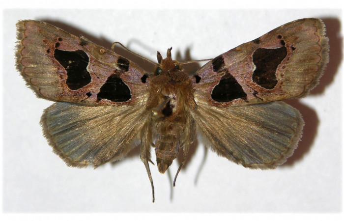 Figura 7. Adulto de <i>Athyrma adjutrix</i> (Erebidae), vista dorsal, localidad Ingas Sector Pitilla ACG (580m). Voucher: 05-SRNP-31344-DHJ312968.jpg.