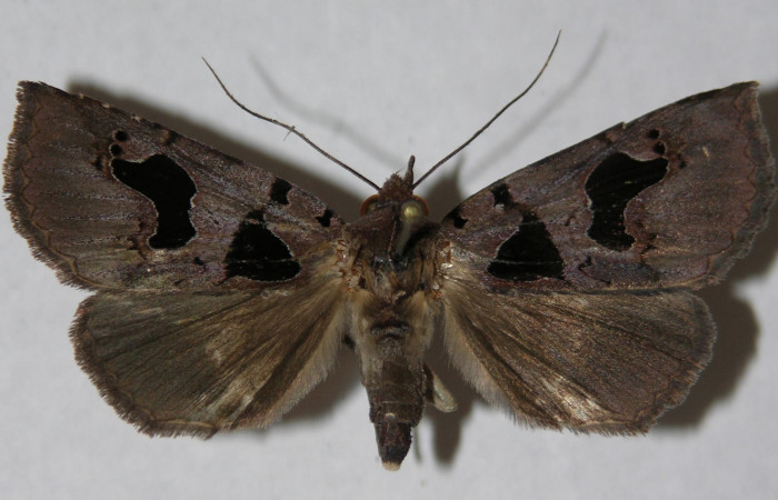 Figura 17. Adulto de <i>Athyrma</i> Poole01 (Erebidae), vista dorsal, localidad Medrano Estación Quica Sector Pitilla ACG (380m). Voucher: 14-SRNP-70385-DHJ598156.jpg.
