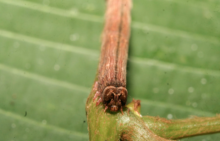Figura 16. Larva <i>Athyrma</i> Poole01 (Erebidae), penúltimo estadío (PU) vista frontal, localidad Medrano Estación Quica Sector Pitilla ACG (380m). Voucher: 14-SRNP-70385-DHJ722152.jpg.
